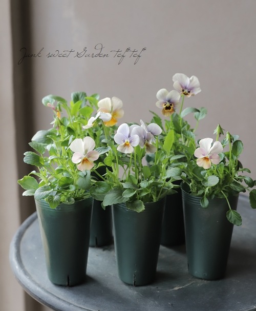 ○ゲブラさんの変わり咲きビオラ MIX | Flower Species,ビオラ