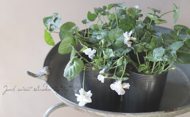 八重咲きパルマスミレ ニオイスミレ 『ファーンデール』 | すべての