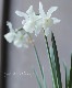 �������󡡡إ��ꥢ�١�Angel's tears��ŷ�Ȥ��ޡ�3��4�忢��