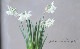 �������󡡡إ��ꥢ�١�Angel's tears��ŷ�Ȥ��ޡ�3��4�忢��