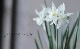 �������󡡡إ��ꥢ�١�Angel's tears��ŷ�Ȥ��ޡ�3��4�忢��