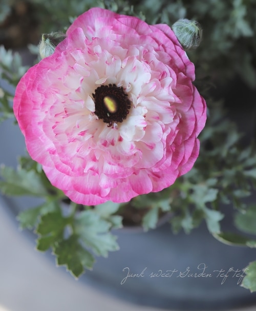 ラナンキュラス・スプリンクル 『バイオレットバイカラー』 | すべての