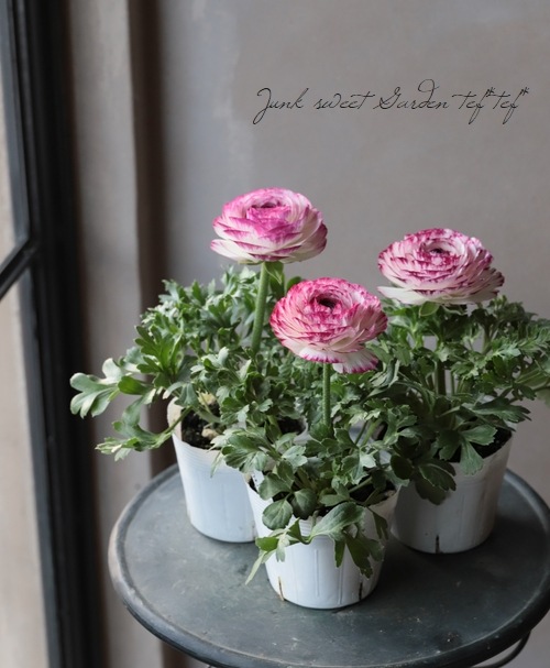 ラナンキュラスandアイビー ラナンキュラス・スプリンクル 『バイオレットバイカラー』 | すべての