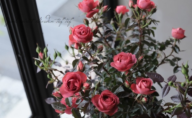 La♡Pafait ラパフェ♡ローズミニクリップ 3個セット♡薔薇 La♡Pafait ラパフェ♡ローズミニクリップ 3個セット♡薔薇 2025