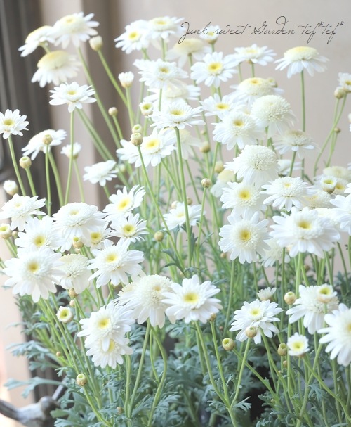 �ޡ�����åȡ��إ��Ρ��ե쥢��