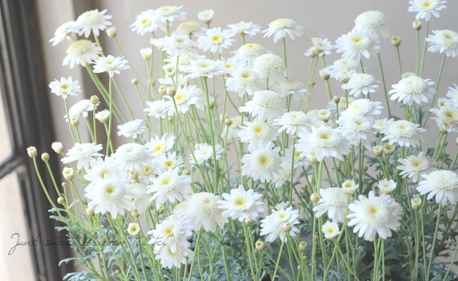 マーガレット 『スノーフレア』 | すべての商品 | | Junk sweet Garden