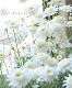 �ޡ�����åȡ��إ��Ρ��ե쥢��