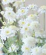 �ޡ�����åȡ��إ��Ρ��ե쥢��