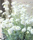 �ޡ�����åȡ��إ��Ρ��ե쥢��
