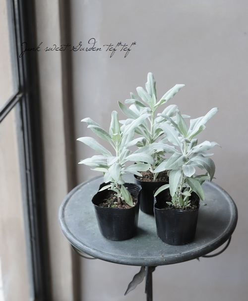 宿根サルビア アピアナ カリフォルニアホワイトセージ すべての商品 Junk Sweet Garden Tef Tef 宿根サルビア アピアナ カリフォルニアホワイトセージ すべての商品 Junk Sweet Garden Tef Tef