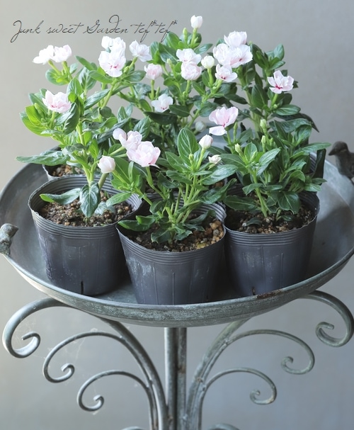 花日和さんオリジナル】八重咲きニチニチソウ 『ソラリス