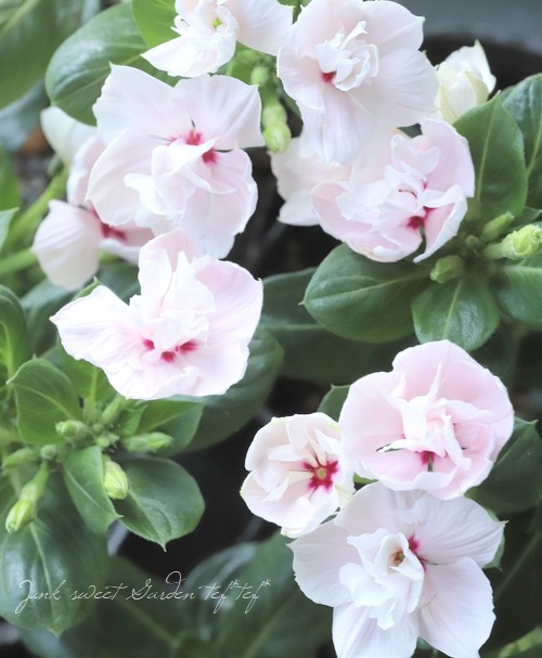 �ڲ����¤��󥪥ꥸ�ʥ��Ȭ�ź餭�˥��˥��������إ���ꥹ�١�