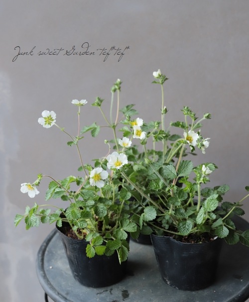 �ݥƥ�ƥ��顡�إ�ڥ��ȥꥹ�� (�����Хʥ�����)