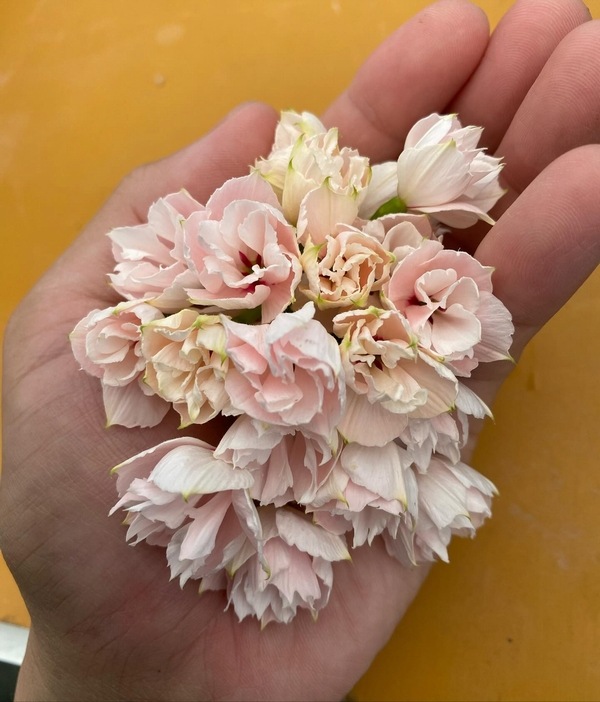 �ڲ����¤��󥪥ꥸ�ʥ��Ȭ�ź餭�˥��˥��������إ���ꥹ�١�