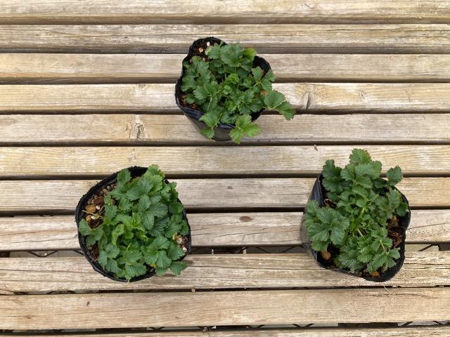 �ݥƥ�ƥ��顡�إ�ڥ��ȥꥹ�� (�����Хʥ�����)