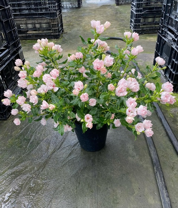 �ڲ����¤��󥪥ꥸ�ʥ��Ȭ�ź餭�˥��˥��������إ���ꥹ�١�