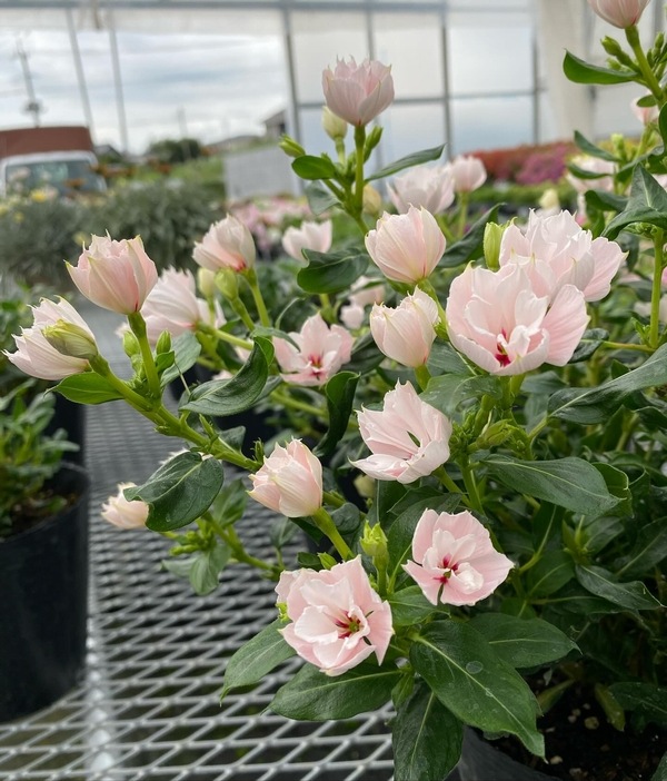 �ڲ����¤��󥪥ꥸ�ʥ��Ȭ�ź餭�˥��˥��������إ���ꥹ�١�