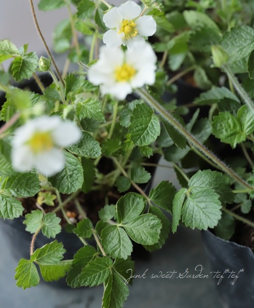 �ݥƥ�ƥ��顡�إ�ڥ��ȥꥹ�� (�����Хʥ�����)