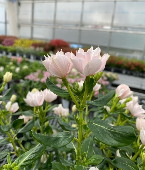 �ڲ����¤��󥪥ꥸ�ʥ��Ȭ�ź餭�˥��˥��������إ���ꥹ�١�