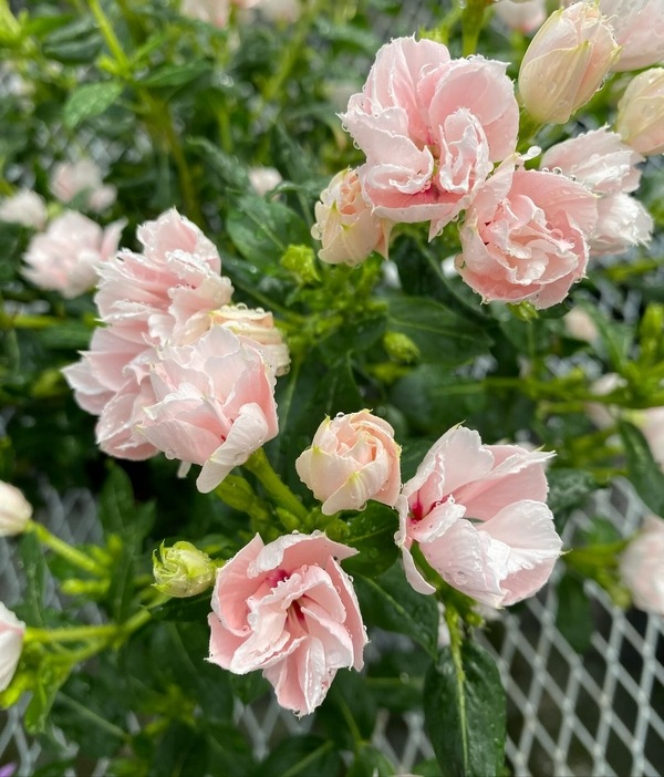 �ڲ����¤��󥪥ꥸ�ʥ��Ȭ�ź餭�˥��˥��������إ���ꥹ�١�