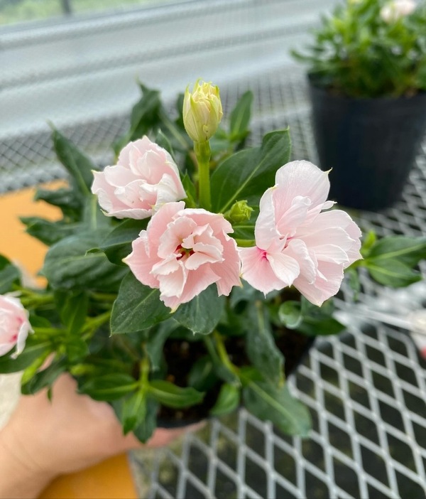 �ڲ����¤��󥪥ꥸ�ʥ��Ȭ�ź餭�˥��˥��������إ���ꥹ�١�