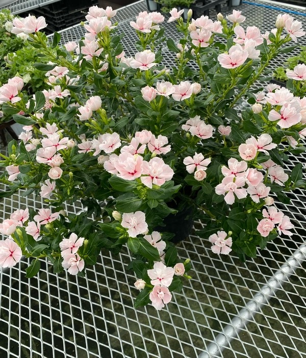 �ڲ����¤��󥪥ꥸ�ʥ��Ȭ�ź餭�˥��˥��������إ���ꥹ�١�