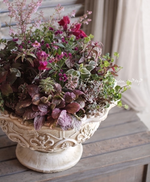 アルテルナンセラ・ポリゲンス 千日紅 『千日小坊』 株分けでき