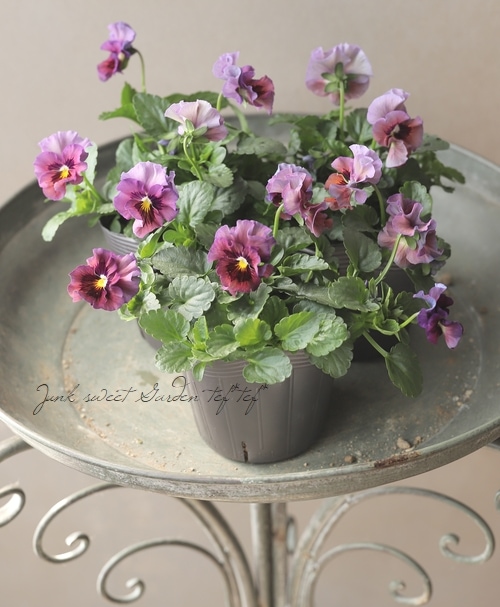 ☆育種うえたオリジナルパンジー 『天の羽衣』 【E】 | すべての商品