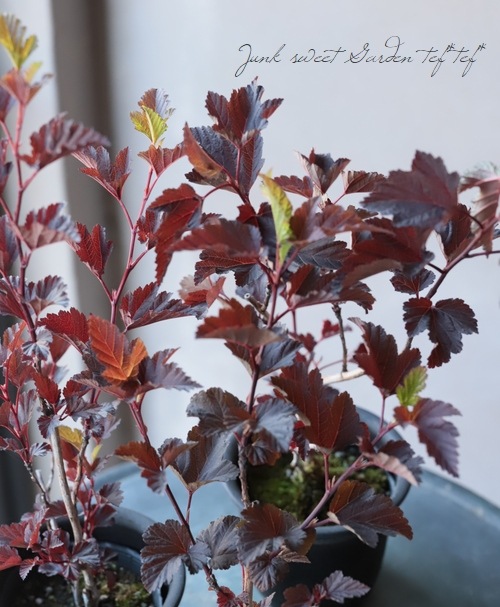 ꥫƥޥꥷĥإǥܥ١