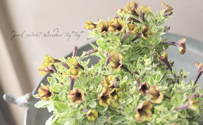 極小輪多花性 斑入りペチュニア・ヴァルゴ 『ハーフル』 松原園芸さん