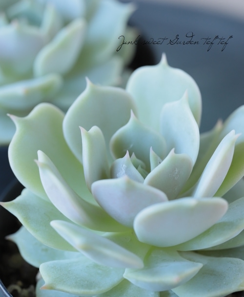 多肉植物】 『ローラ』 エケベリア属☆ | すべての商品 | | Junk sweet