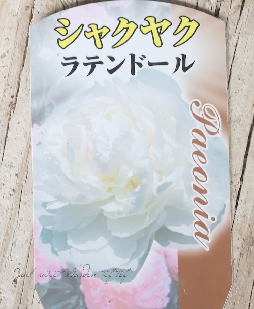 八重咲き芍薬 『ラテンドール』 | すべての商品 | | Junk sweet Garden