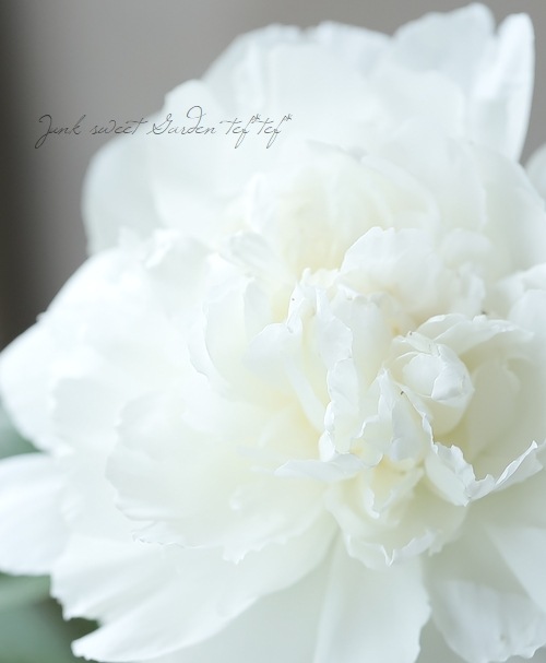 八重咲き芍薬 『ラテンドール』 | すべての商品 | | Junk sweet Garden