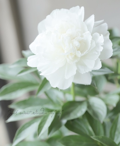 八重咲き芍薬 『ラテンドール』 | すべての商品 | | Junk sweet Garden