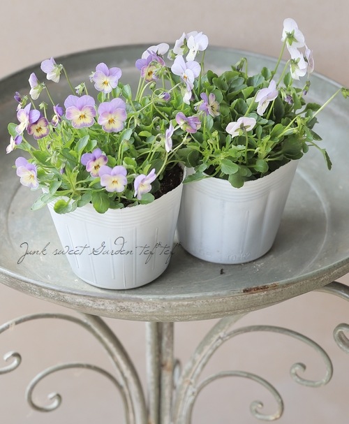 ○ビオラ・ビオレッタ 『ブルーチーク』 | すべての商品 | | Junk