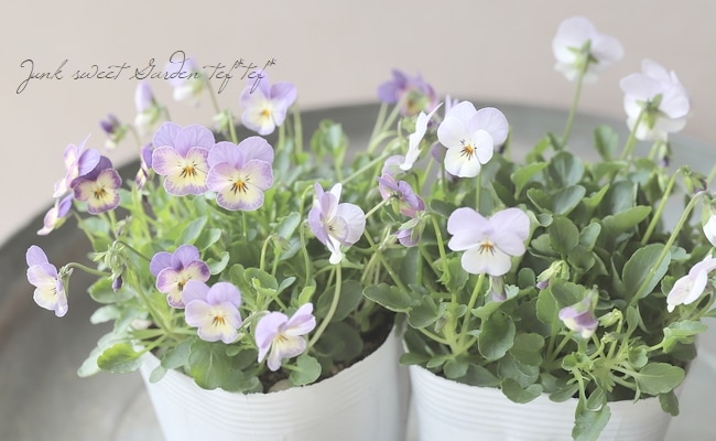 ○ビオラ・ビオレッタ 『ブルーチーク』 | すべての商品 | | Junk