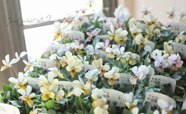 ○ビオラ 『すみれ図鑑』 | すべての商品 | | Junk sweet Garden tef*tef*