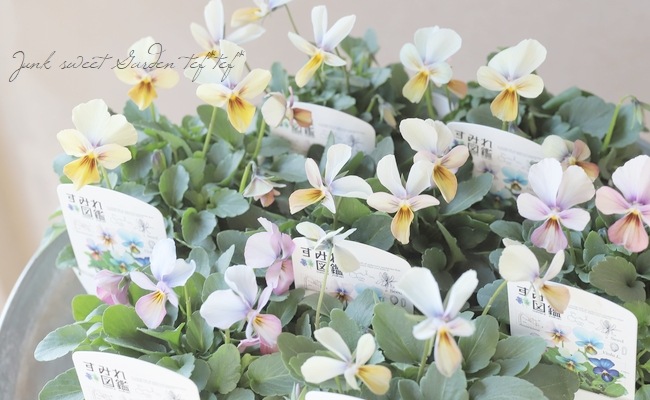 ○ビオラ 『すみれ図鑑』 | すべての商品 | | Junk sweet Garden tef*tef*