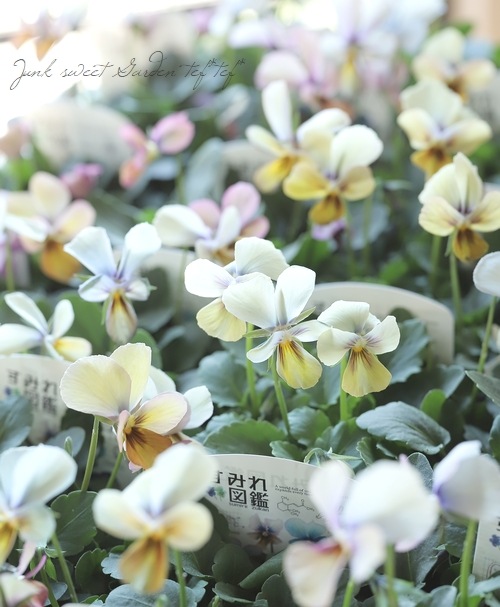 ○ビオラ 『すみれ図鑑』 | すべての商品 | | Junk sweet Garden tef*tef*