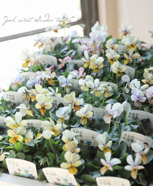 ○ビオラ 『すみれ図鑑』 | すべての商品 | | Junk sweet Garden tef*tef*