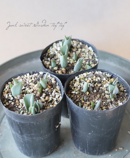 □【球根植物】 変わり咲きチューリップ 『ミステリーバレー