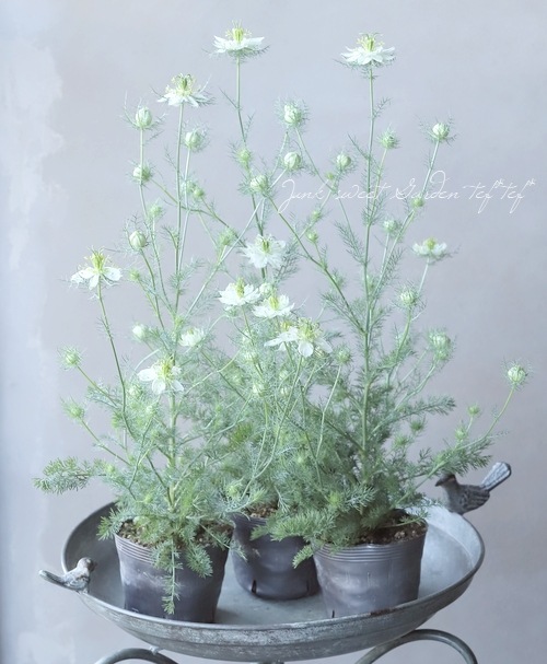 植物 ニゲラ・パピロサ 『グリーンポッド』 植え込み用 | すべての商品