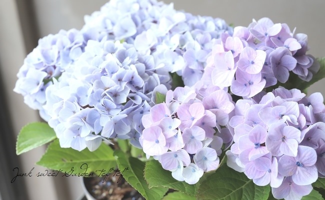 �������۲֡��إɥ꡼�ߡ��� ���������४�ꥸ�ʥ��ʼ�