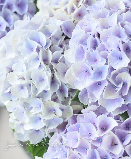 紫陽花 Eighty近くの紫陽花が緑豊かになり、蕾が開花待ち。 早く夏がこーい
