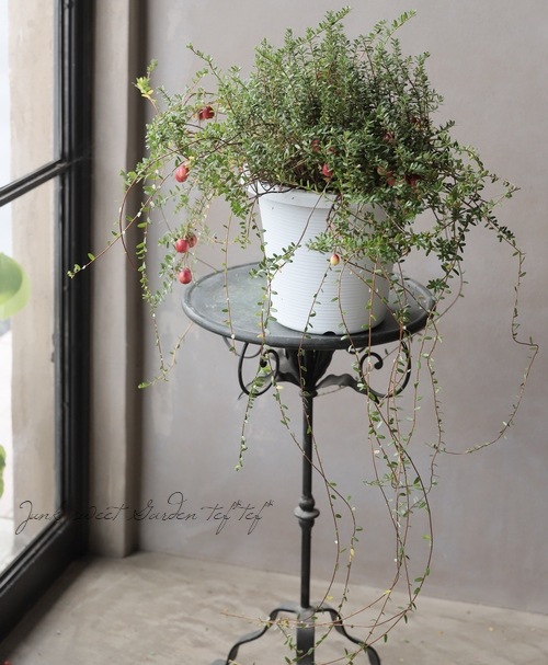 �����٥꡼ ��̾�ؤĤ뤳������