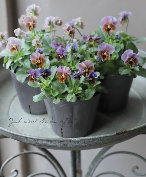 AGF オトメイト　当たり　ぜベネラ 000000008014_8Mfjg7X.jpg