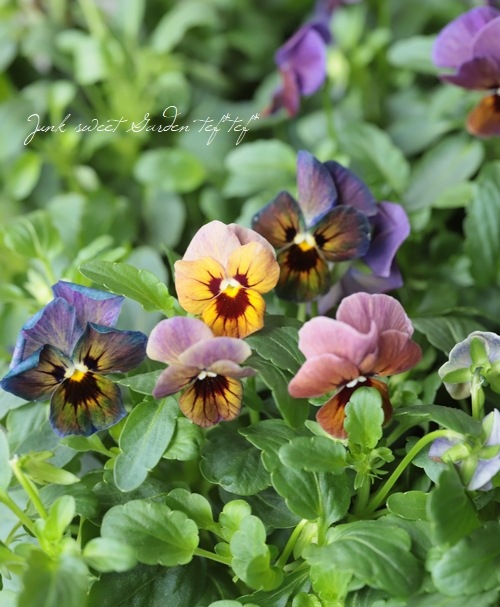 おはな品 ▽【LUXURY SELECTION】tef*tef*オリジナル ビオラ『チョコレート