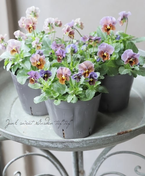 ▽【LUXURY SELECTION】tef*tef*オリジナル ビオラ『チョコレート