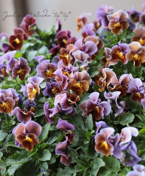 ����LUXURY SELECTION��tef*tef*���ꥸ�ʥ� �ӥ��� �إ⡼�֥��祳���