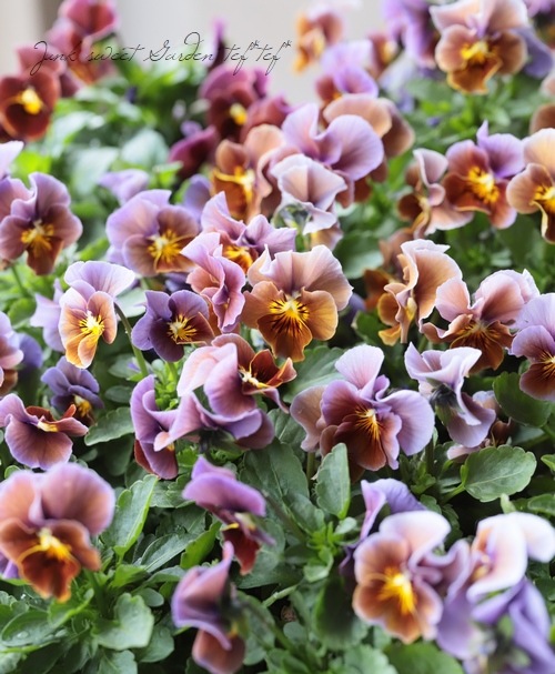 ����LUXURY SELECTION��tef*tef*���ꥸ�ʥ� �ӥ��� �إ⡼�֥��祳���